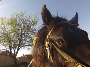 Horse riding gift voucher