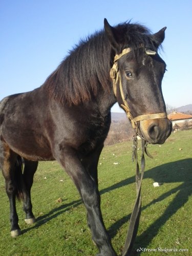 Horse riding