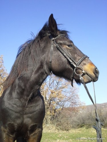Horse riding
